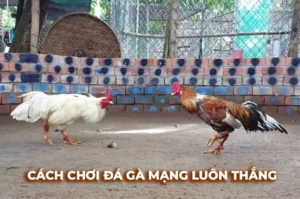 Cách Chơi Đá Gà Sabong Tại GWIN Thắng Lớn Từ Cao Thủ