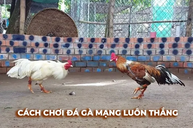 Cách Chơi Đá Gà Sabong Tại GWIN Thắng Lớn Từ Cao Thủ